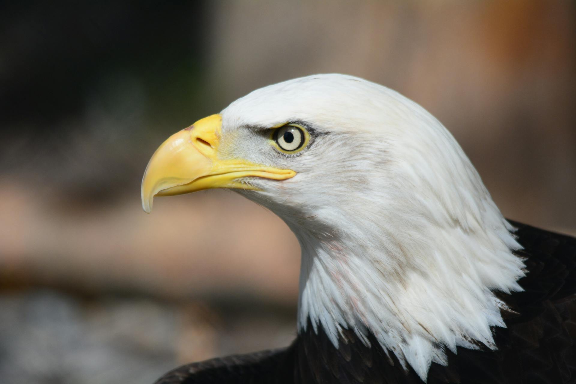 Bald eagle portrait